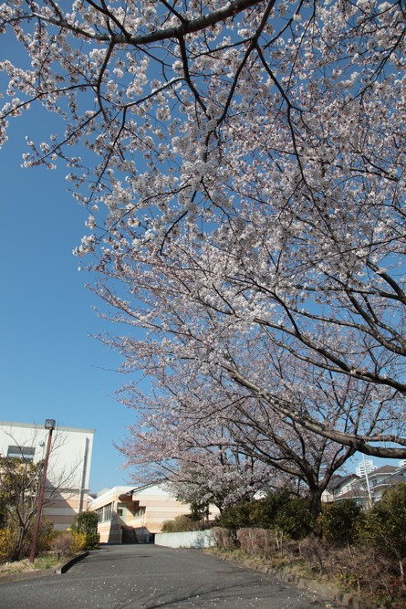 稲城市立第五中学校内の桜