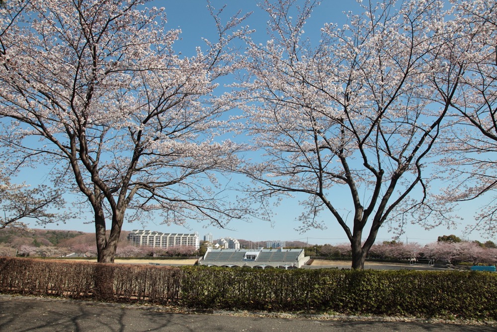 稲城中央公園の桜