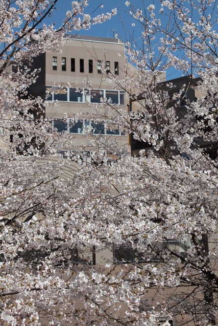 稲城市立病院の桜