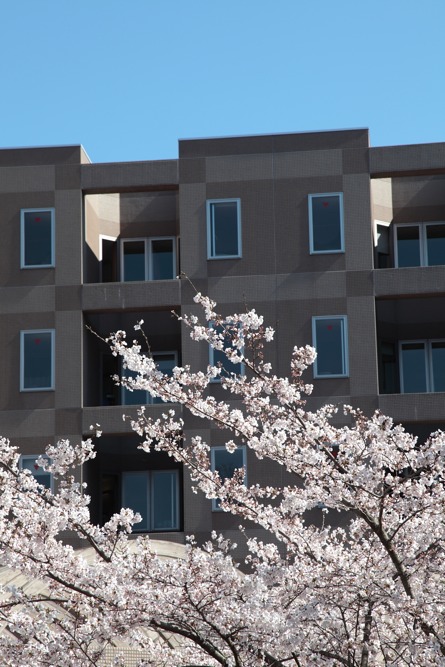 稲城市立病院の桜