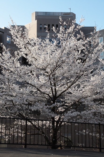 稲城市立病院の桜