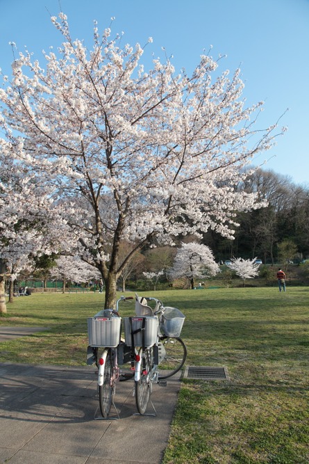 大丸公園の桜