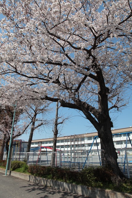 稲城市立稲城第四小学校の桜