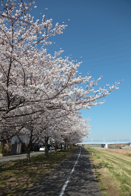 多摩川の桜