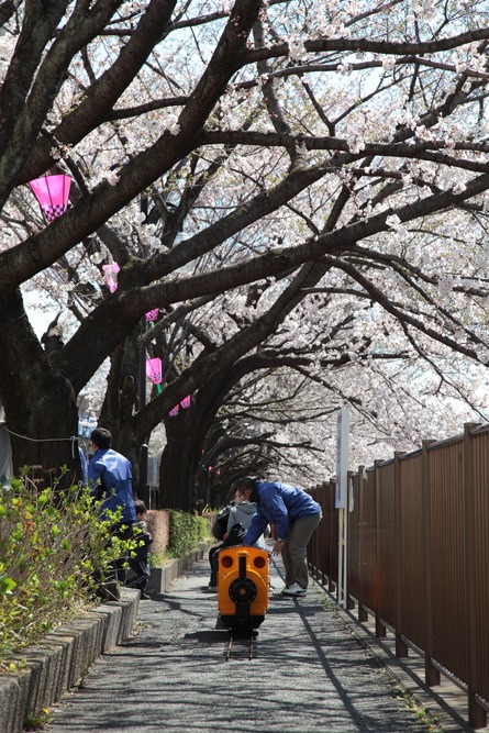 桜・梨の花まつり SL