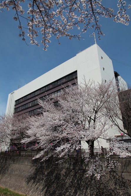 稲城市役所と桜