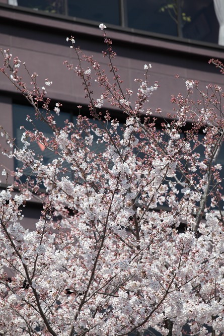 稲城市役所と三沢川の桜