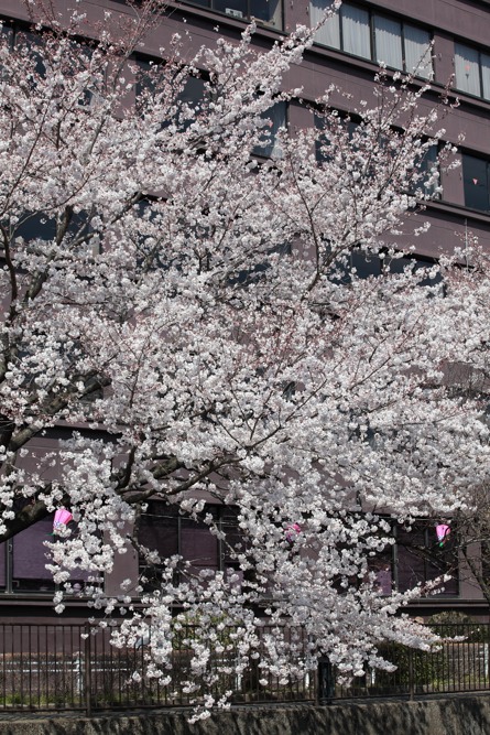 稲城市役所と三沢川の桜