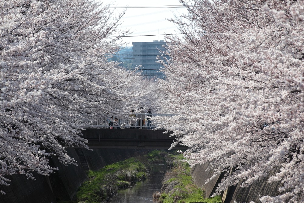 三沢川の桜