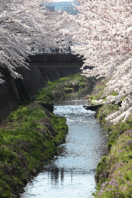 三沢川の桜