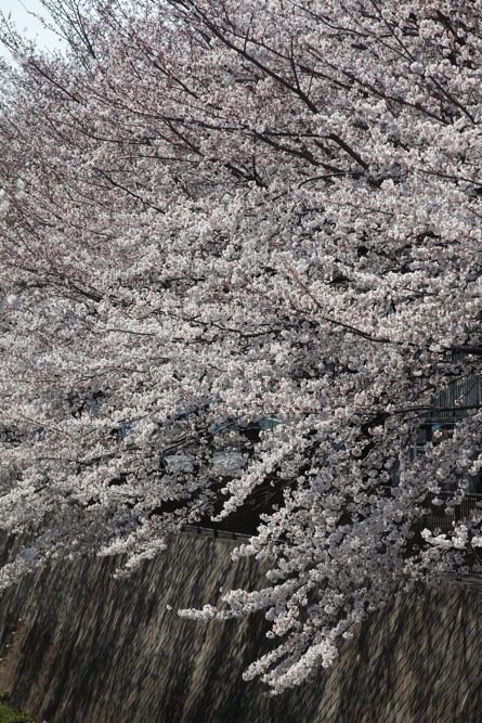 三沢川の桜