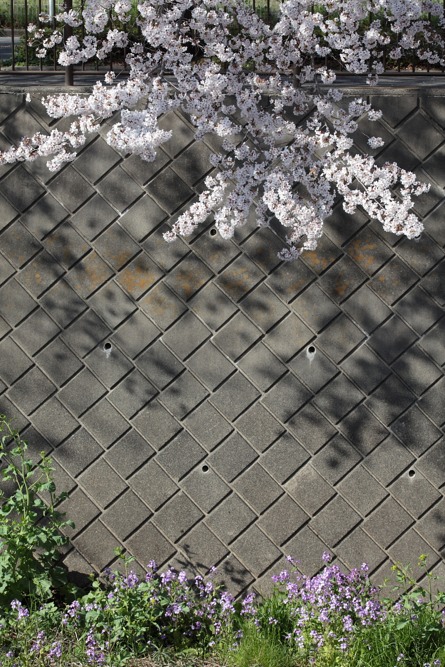 三沢川の桜