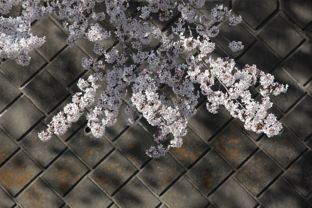 三沢川の桜