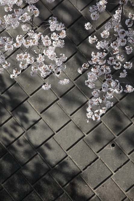 三沢川の桜