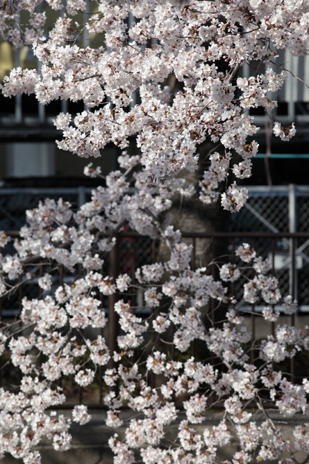 三沢川の桜