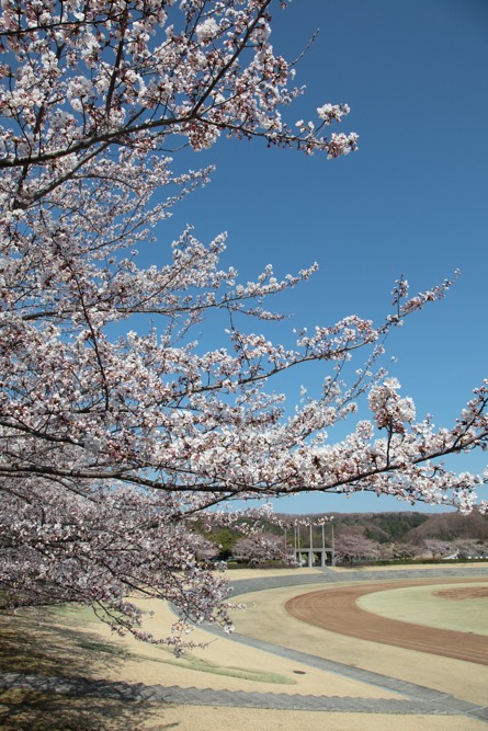 稲城中央公園の桜