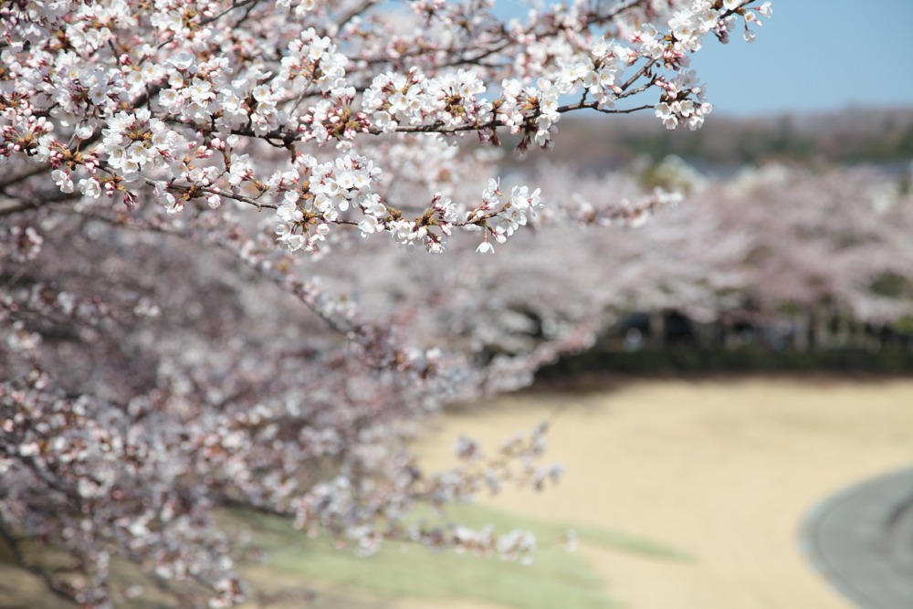 稲城中央公園の桜