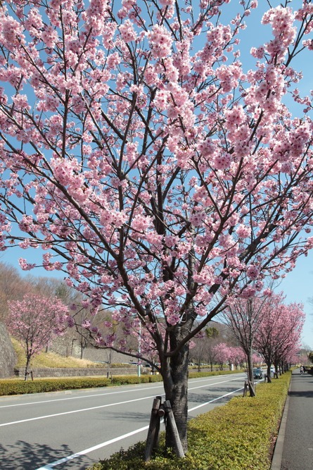 桜並木道