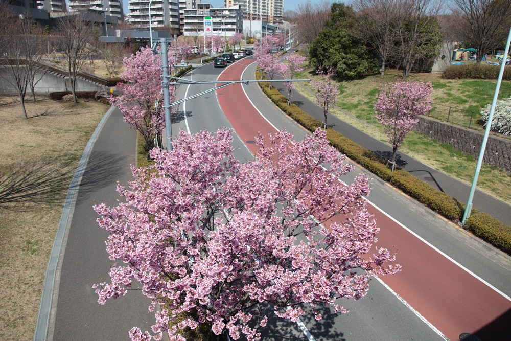 桜並木道