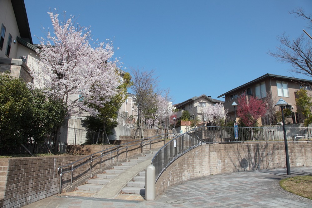 桜のある階段