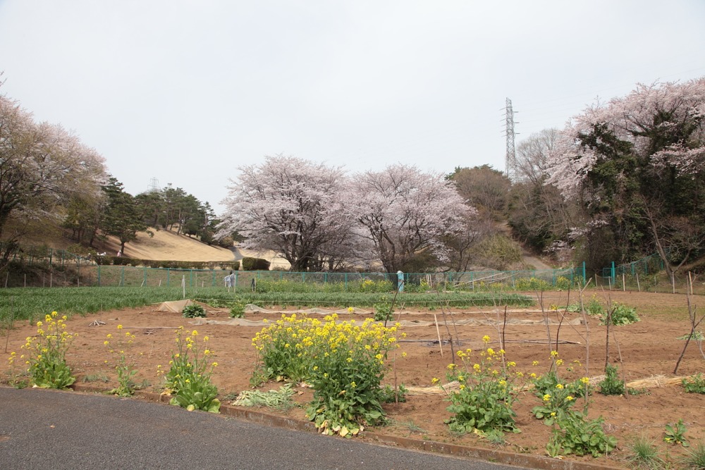 桜の木と菜の花