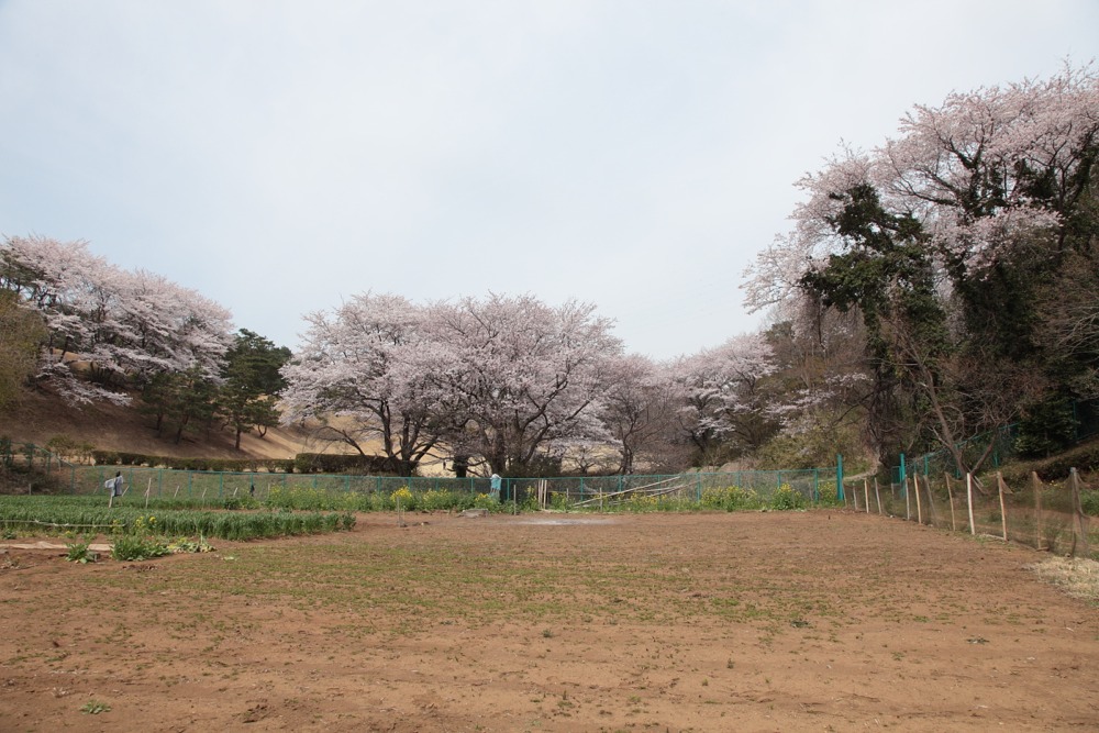 桜の木と菜の花