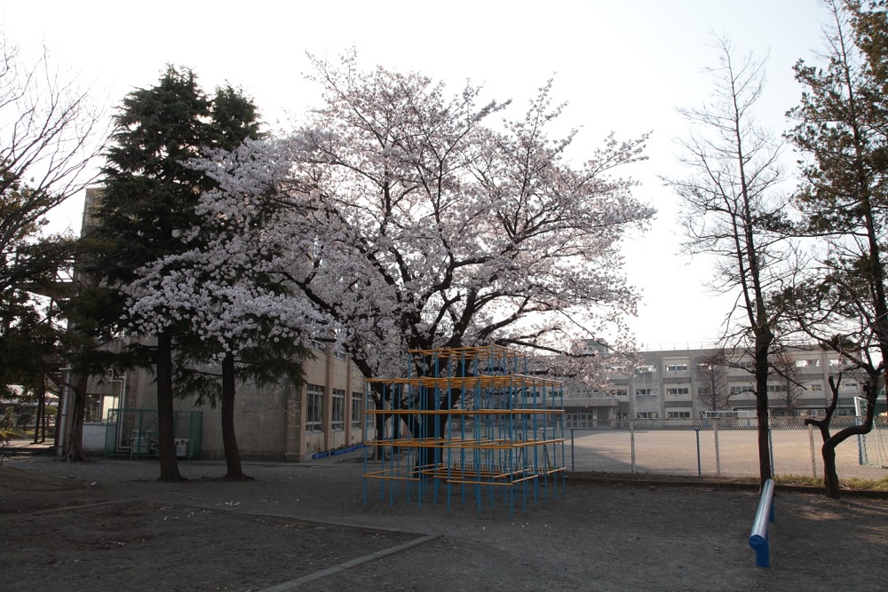 稲城市立稲城第一小学校の桜の木