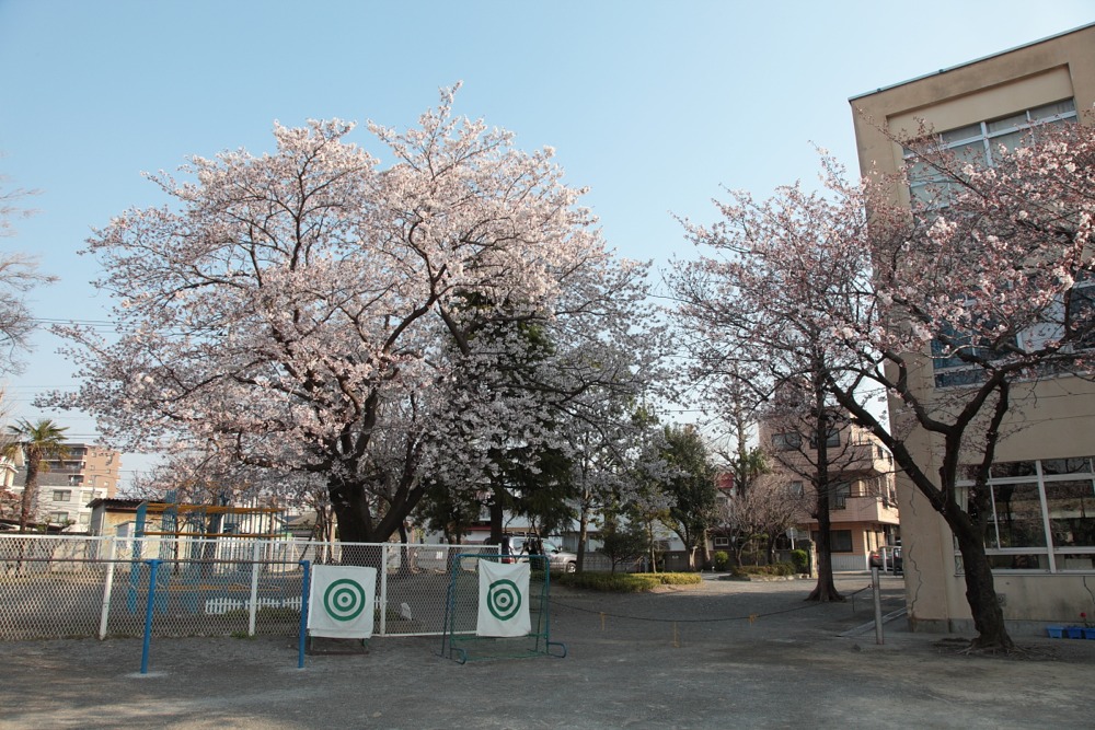 稲城市立稲城第一小学校の桜の木