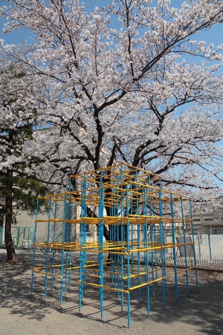 稲城市立稲城第一小学校の桜の木