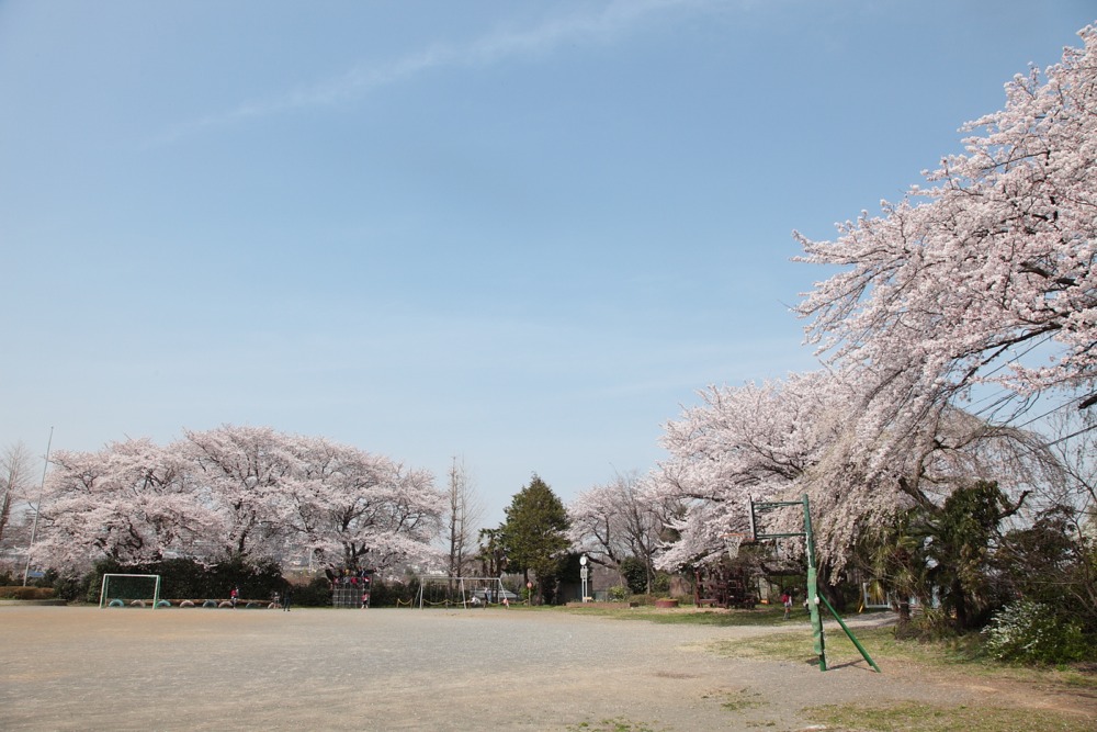 稲城市立稲城第二小学校の桜の木