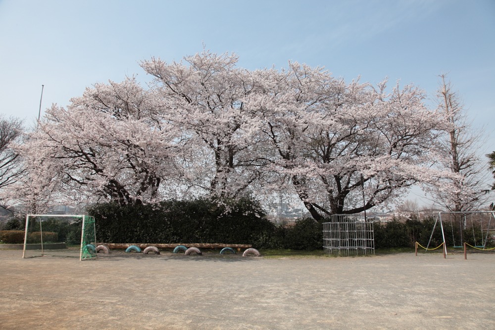 稲城市立稲城第二小学校の桜の木