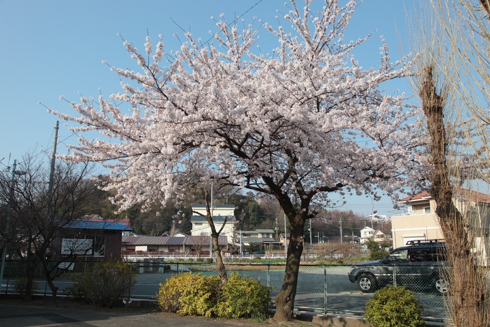 稲城市立稲城第三小学校の桜の木