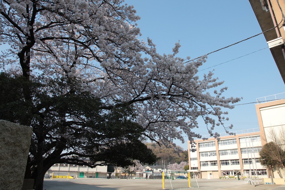 稲城市立稲城第三小学校の桜の木