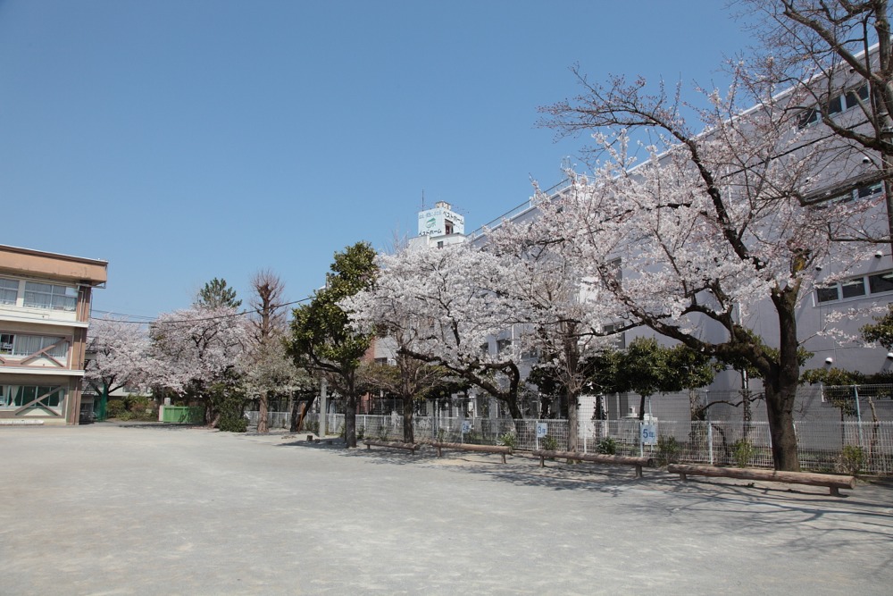 稲城市立稲城第三小学校の桜の木