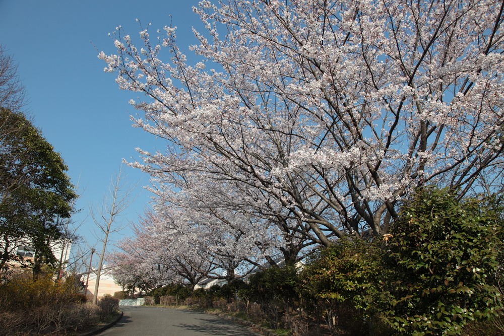 稲城市立稲城第五中学校の桜の木