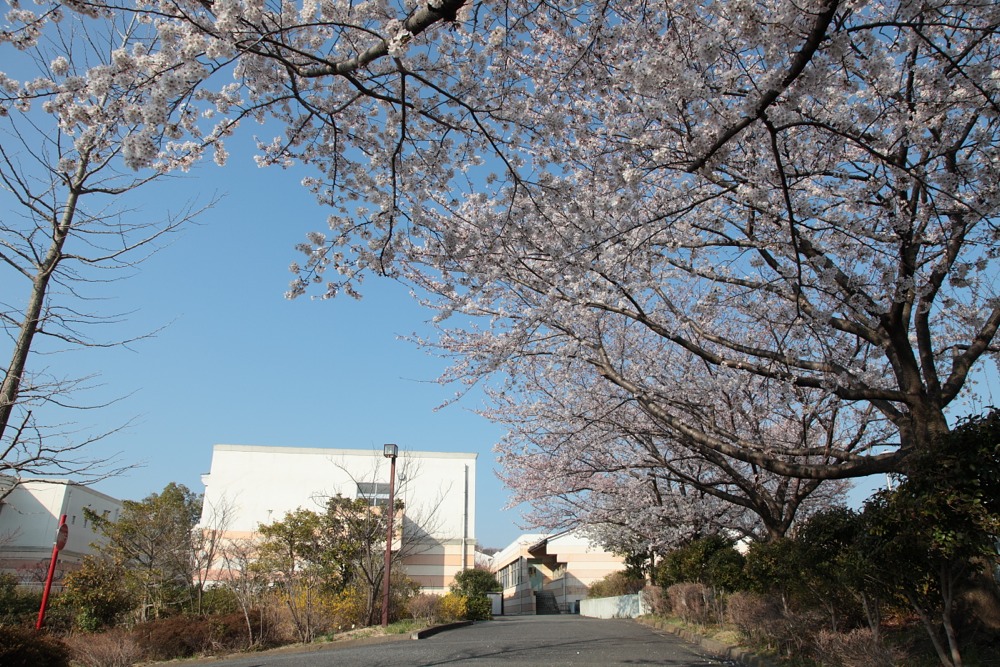 稲城市立稲城第五中学校の桜の木