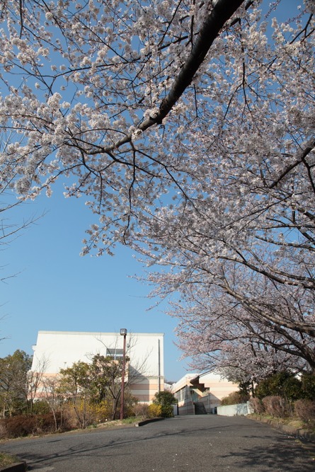 稲城市立稲城第五中学校の桜の木