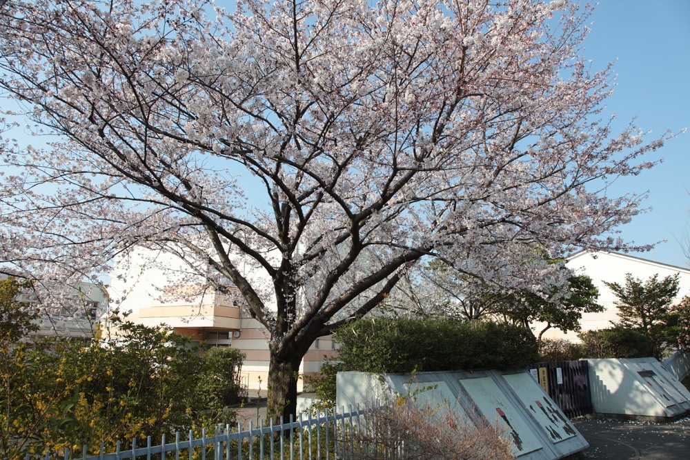 稲城市立稲城第五中学校の桜の木