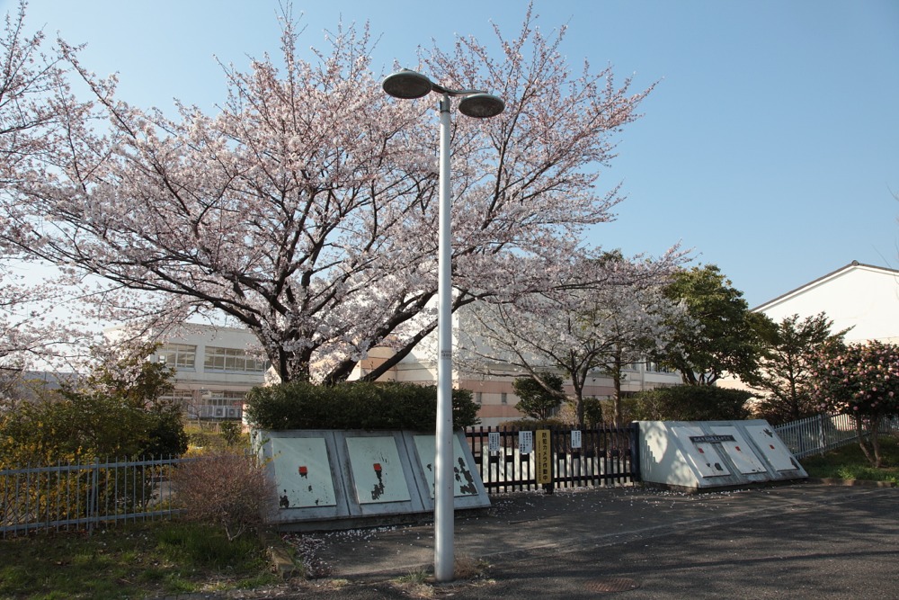 稲城市立稲城第五中学校の桜の木