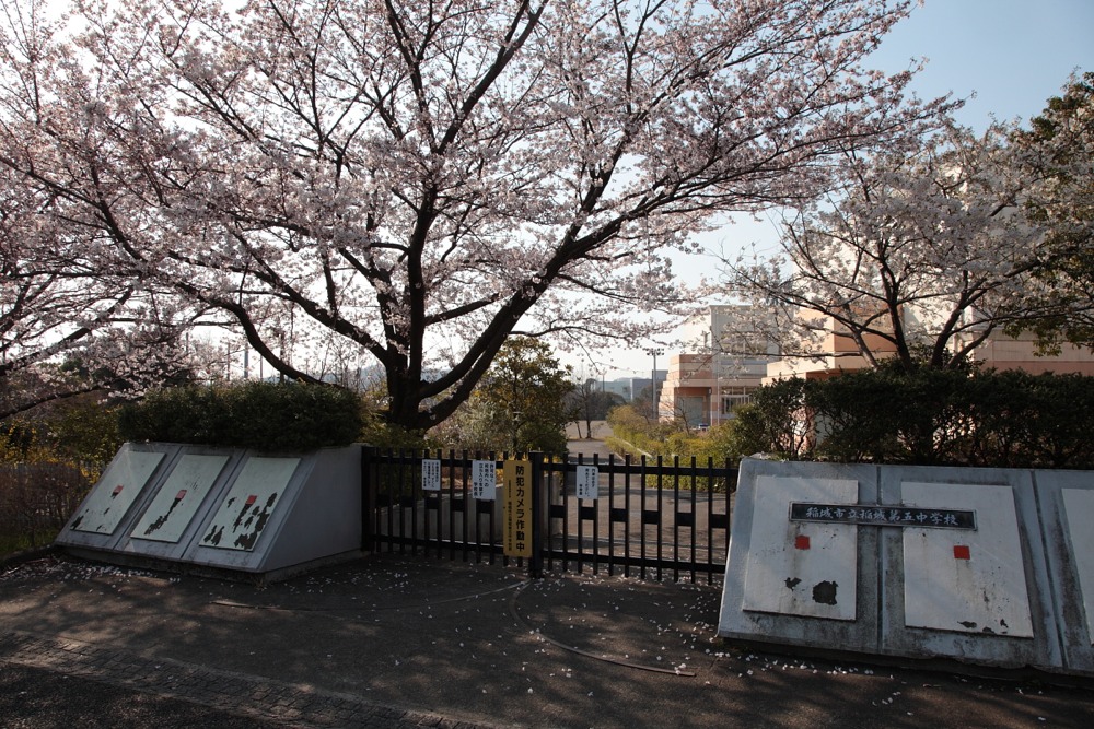 稲城市立稲城第五中学校の桜の木