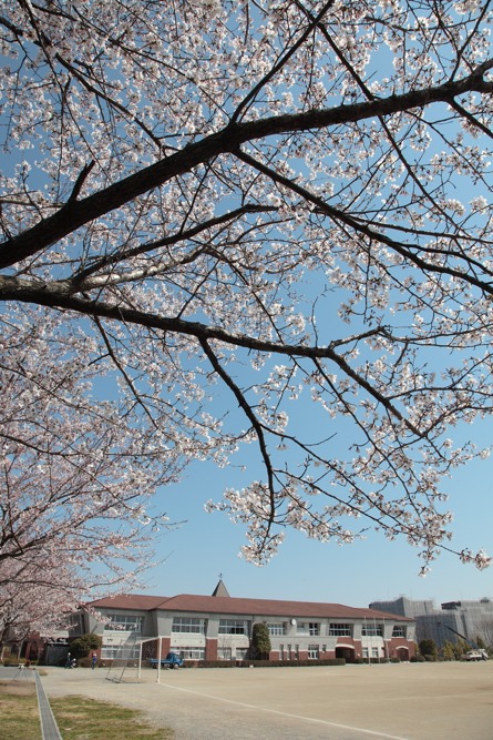 稲城市立稲城第六中学校の桜の木