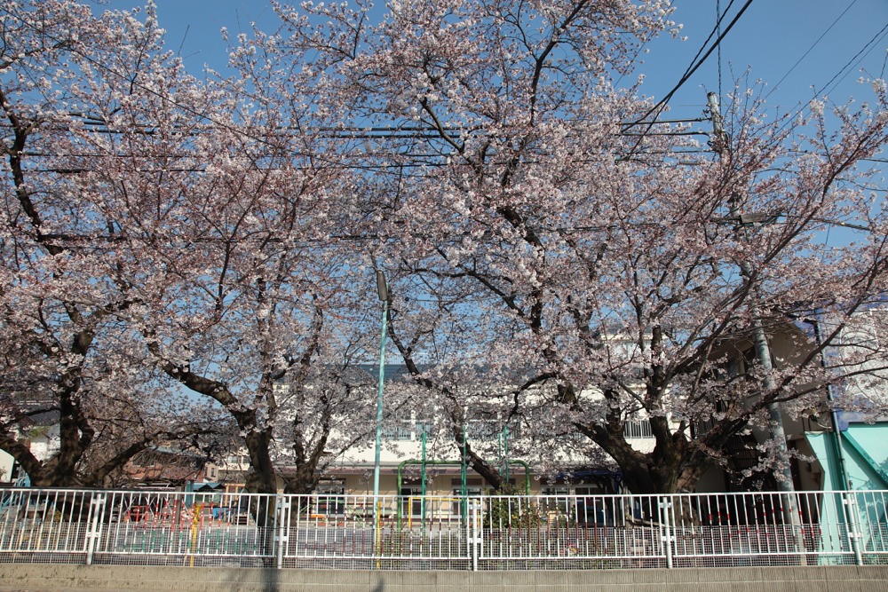 こまくさ幼稚園の桜の木