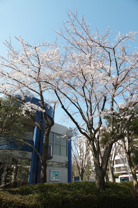 こまざわ幼稚園の桜の木