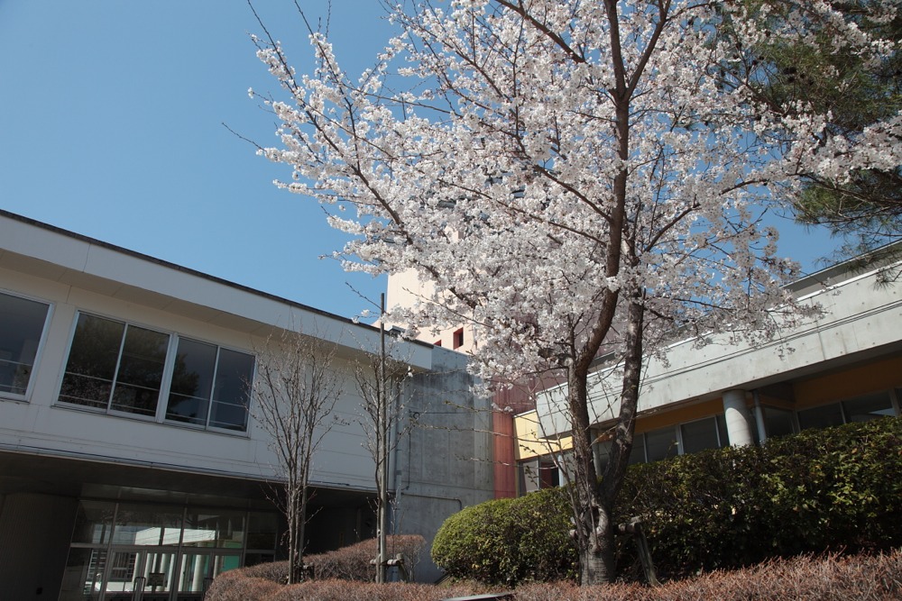 稲城市立長峰小学校の桜の木