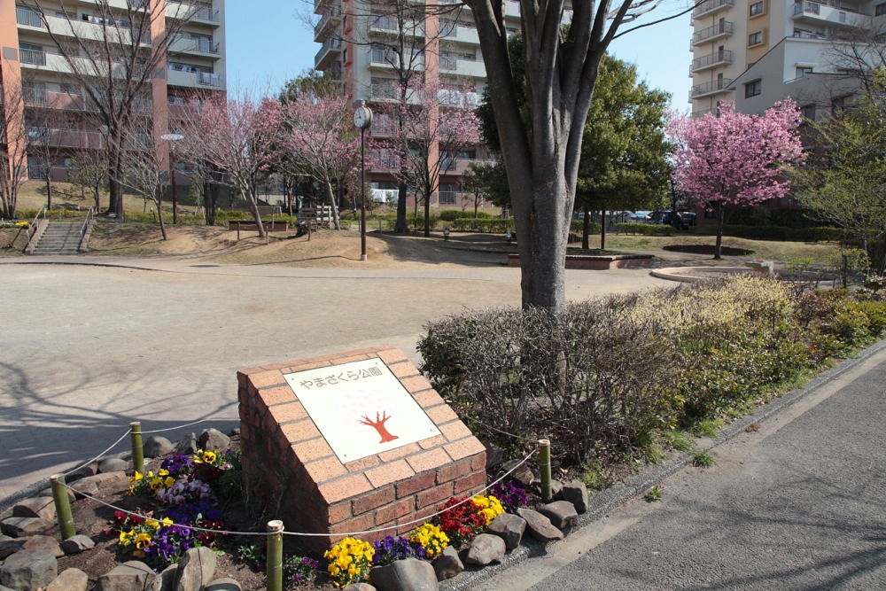 やまざくら公園の桜の木