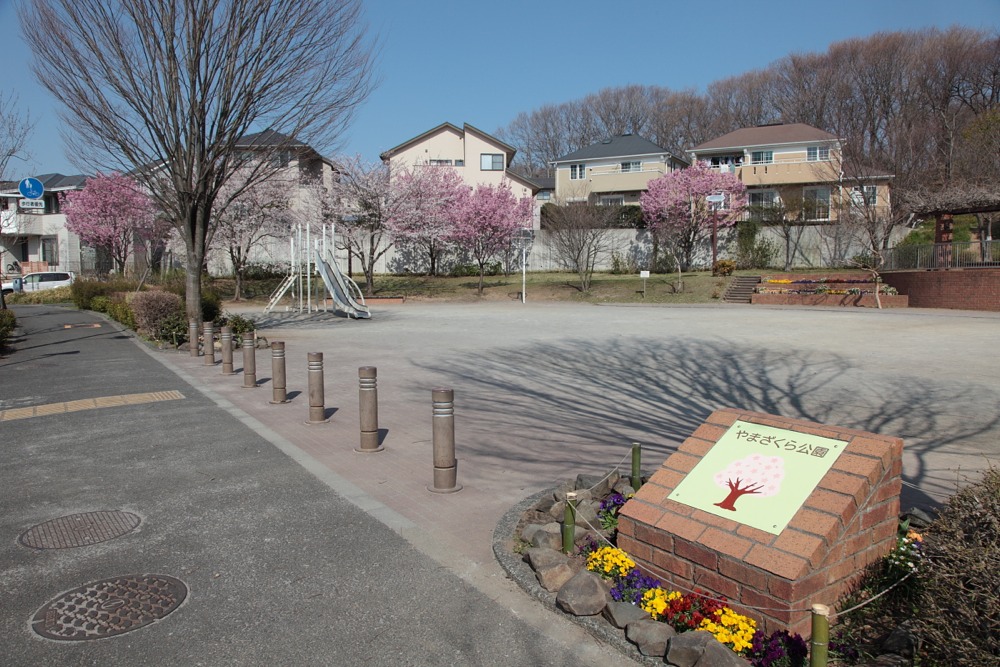 やまざくら公園の桜の木