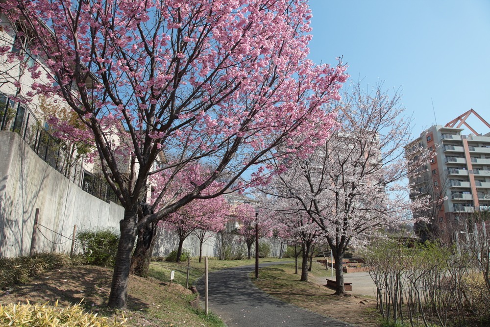 やまざくら公園の桜の木