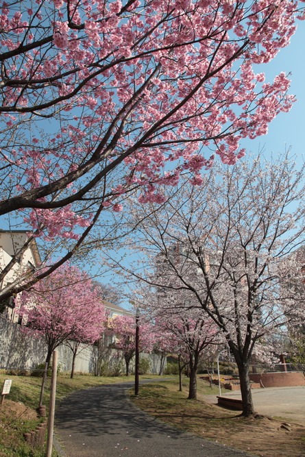 やまざくら公園の桜の木