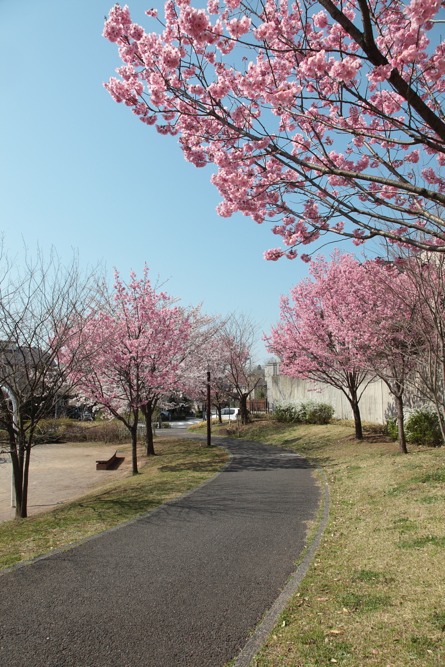 やまざくら公園の桜の木