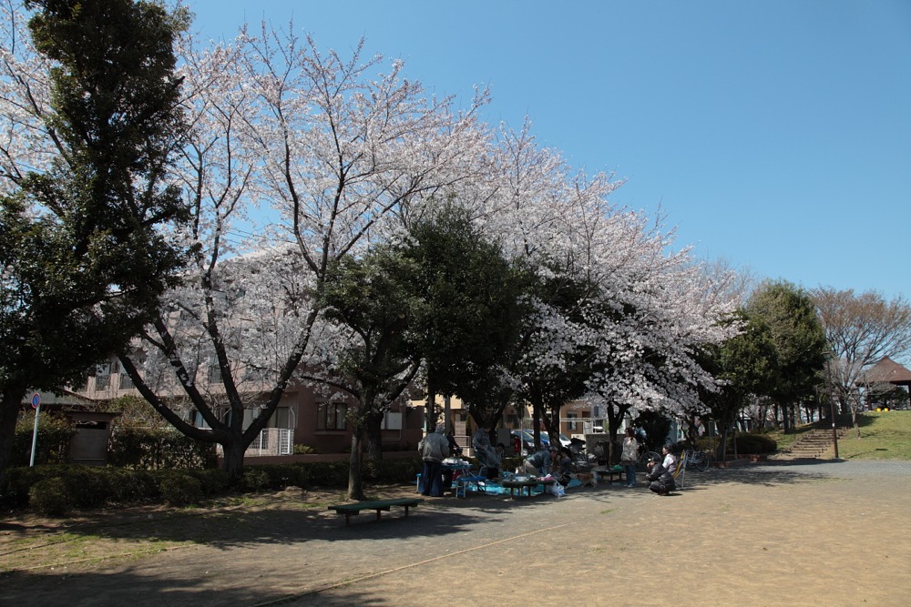 喜方公園の桜の木